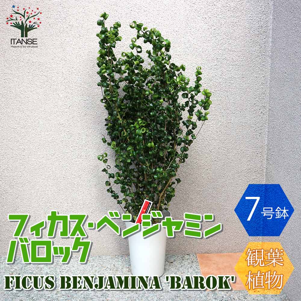 ベンジャミン・バロック 観葉植物【観葉植物 7号Lサイズ／1個売り】