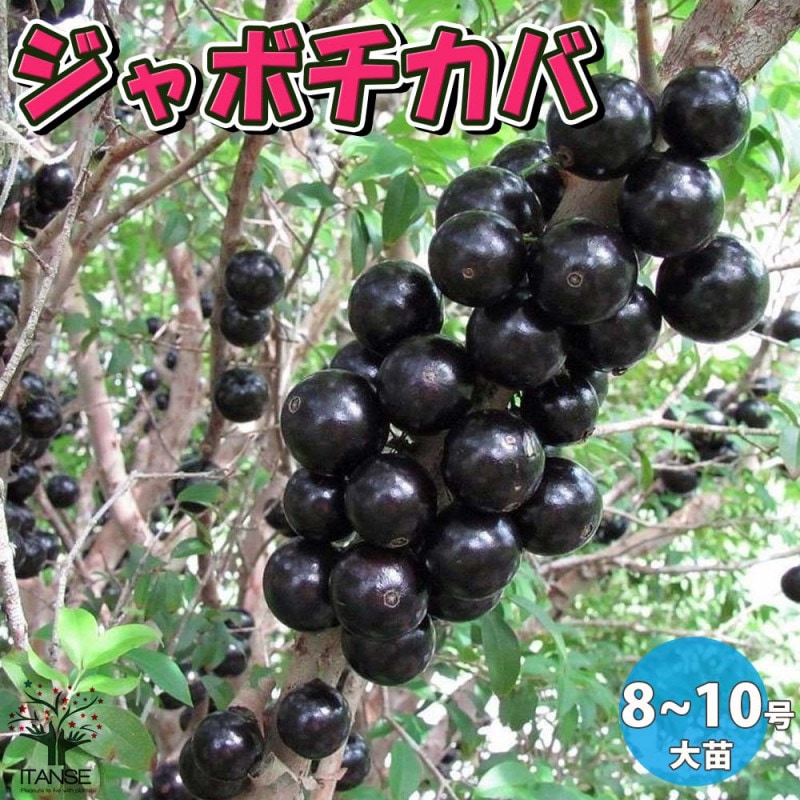 ジャボチカバ 8寸植 大実系 大葉種 果樹苗木 果実苗木 果樹苗