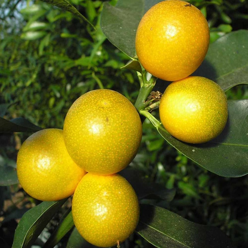 ジャンボサルナシ 【果樹の苗木 6号／1個売り】｜ 【植物の