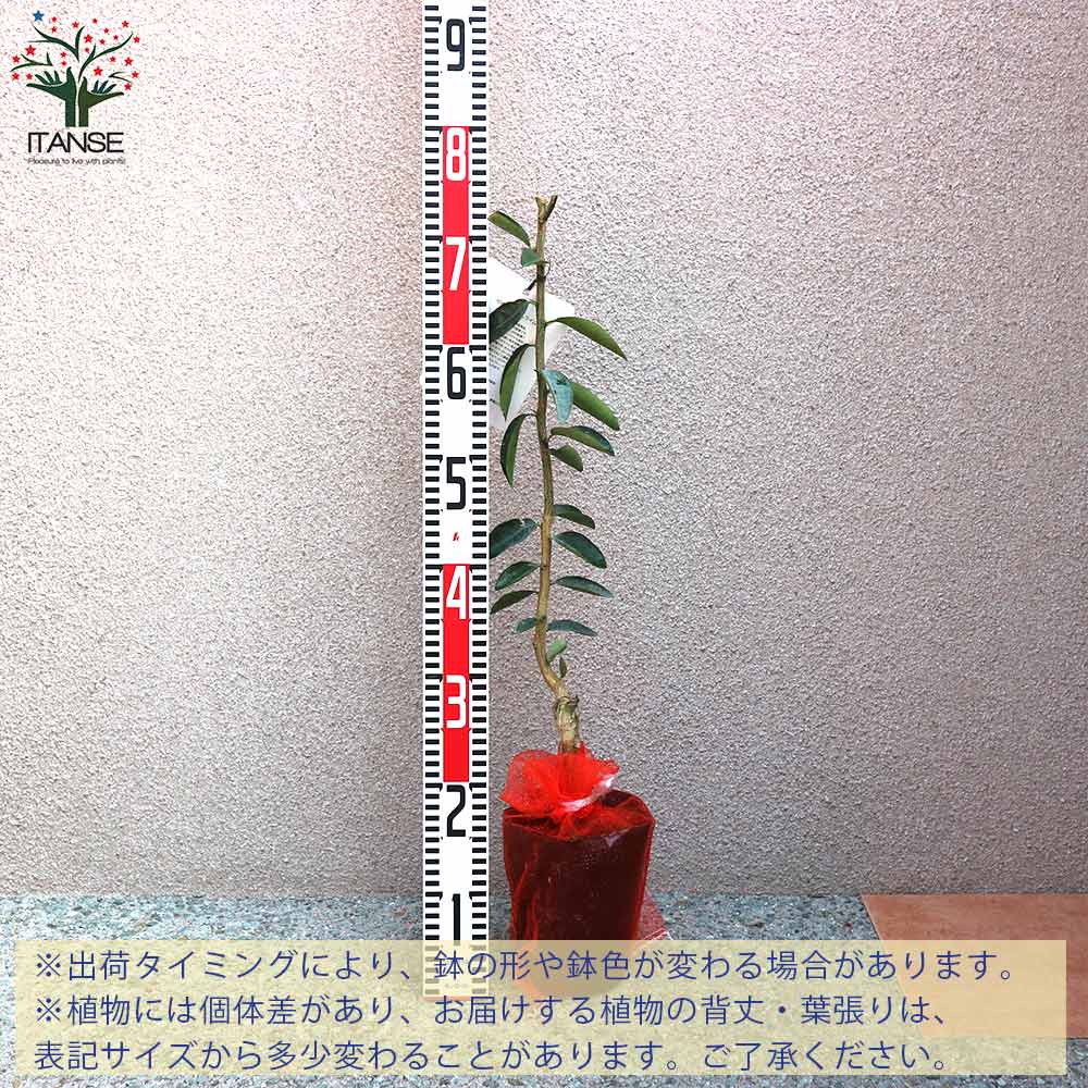 キンカンライム【果樹の苗木 5号ポット 1年生 接木苗／1個売り