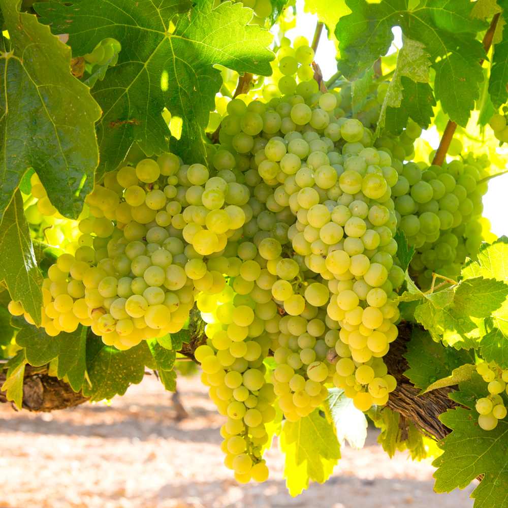 シャルドネ ぶどうの苗木【果樹の苗木 5号ポット 2年生 挿木苗】