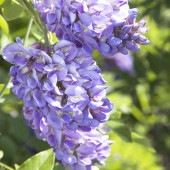 アメジストフォール 二季咲き アメリカフジ【庭木 4.5号ポット苗／1個売り】|植木・花木