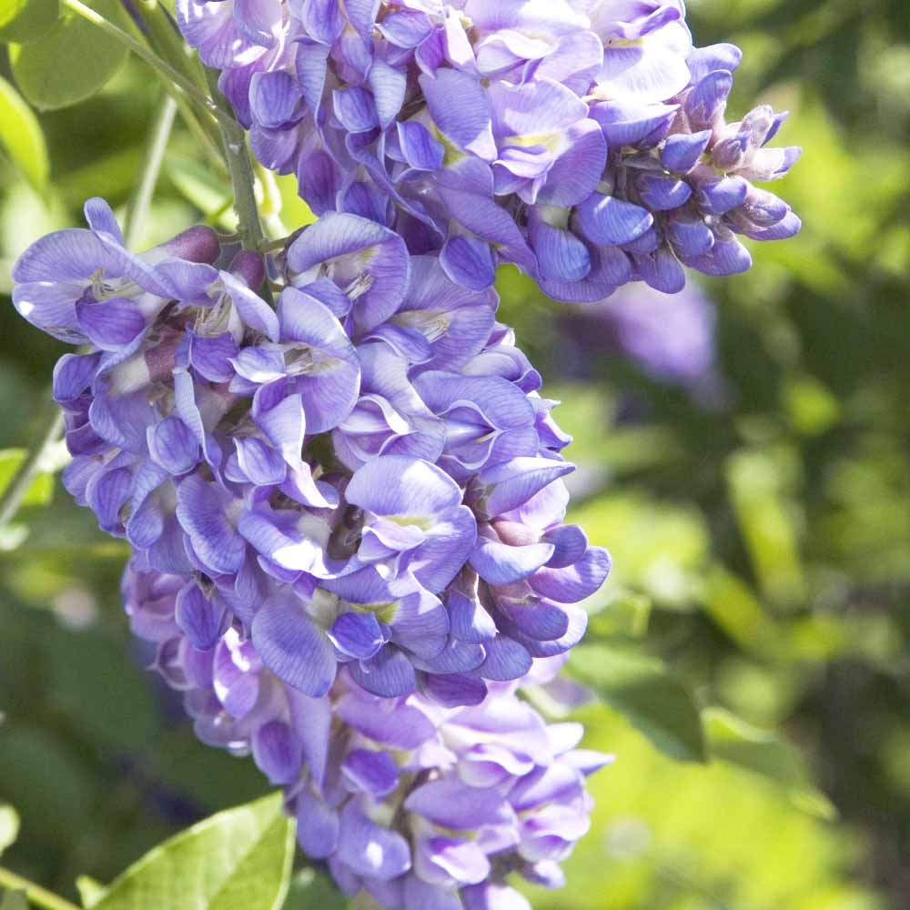 ①　アメリカフジ　『アメジスト　ファルズ』　9号　特大苗木最高等級極上品‼️ 楽天市場】【現品】アメリカフジ アメジストフォール 苗木 9号