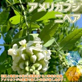 ニベア 二季咲き アメリカフジ【庭木 4.5号ポット苗／1個売り】|植木・花木