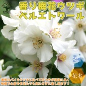 ベルエトワール 香り梅花ウツギ【庭木 5号苗／1個売り】|植木・花木