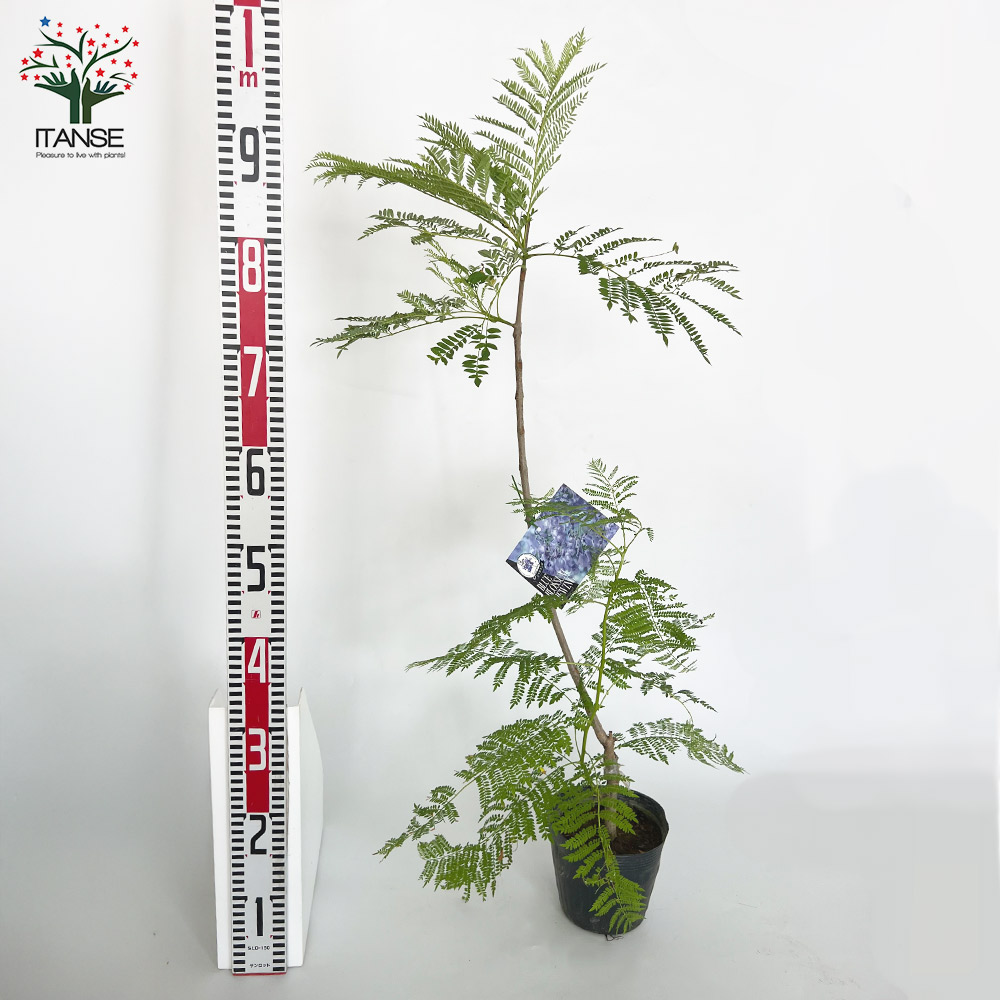 5980円　ジャカランタ　接木　美しい庭木で人気です。 ジャカランダ(ジャカランタ) 【観葉植物 10号鉢／1個売り】｜ 【植物の