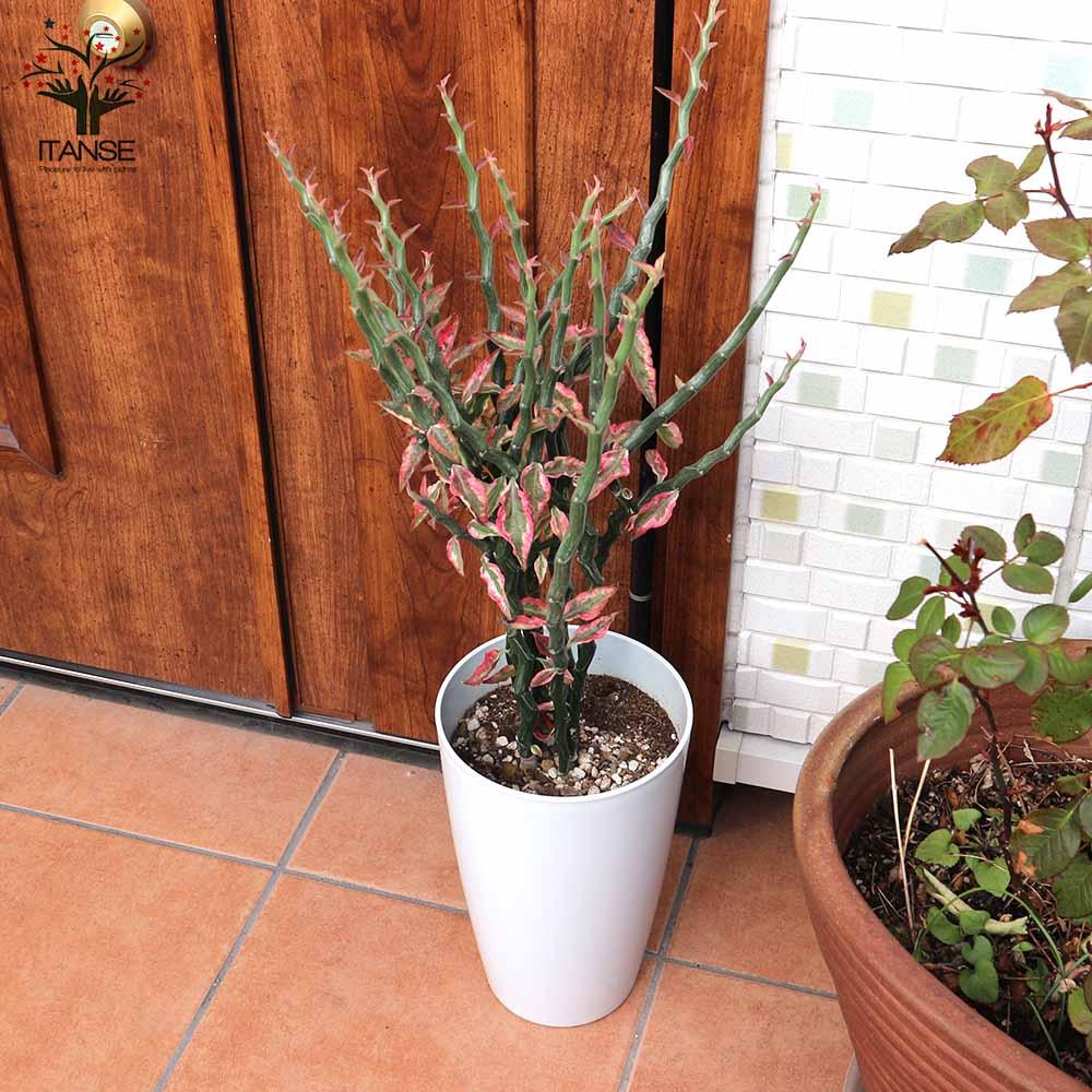 ダイギンリュウ(大銀龍・ペディランサス) 観葉植物【観葉植物 中型 7号プラスチック鉢／1個売り】