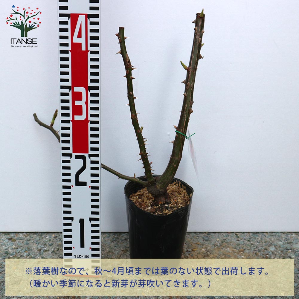 ピエールドゥロンサール”クライミングローズ 新苗 薔薇【花苗 4号