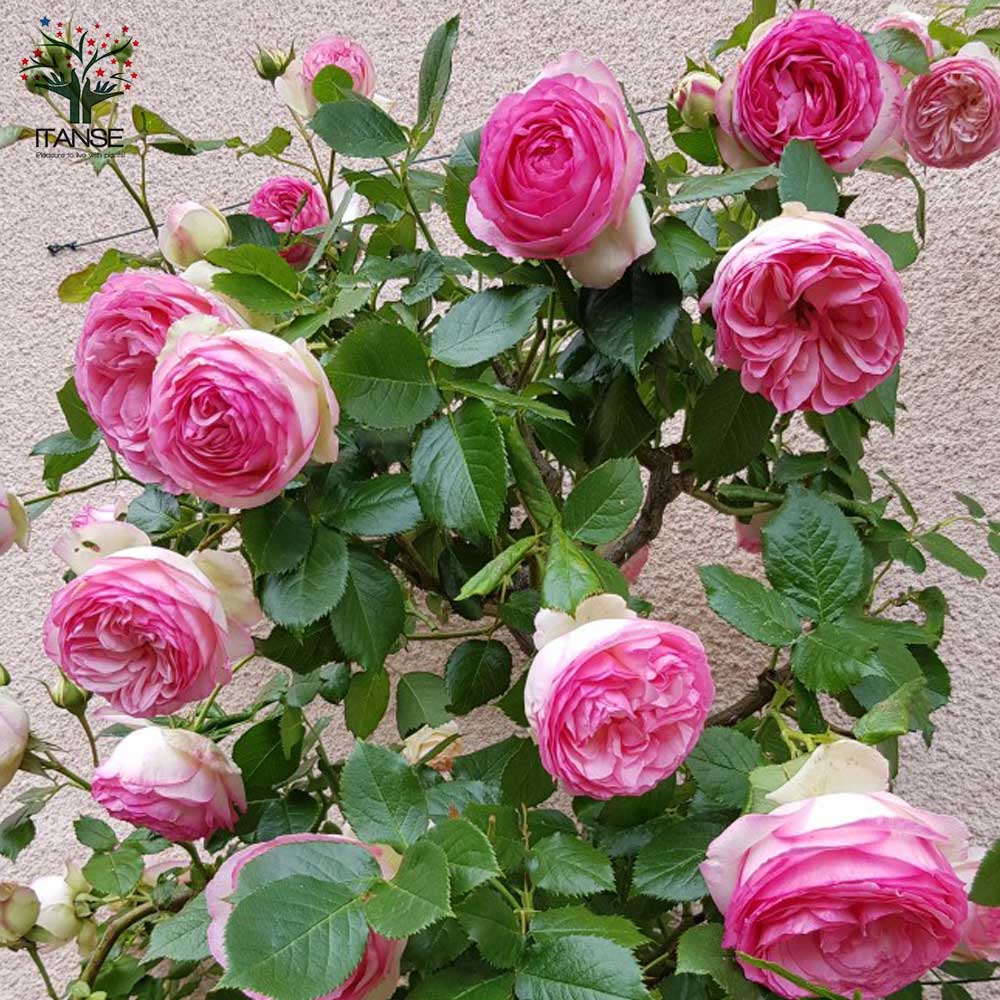 ピエールドゥロンサール”クライミングローズ 新苗 薔薇【花苗 4号