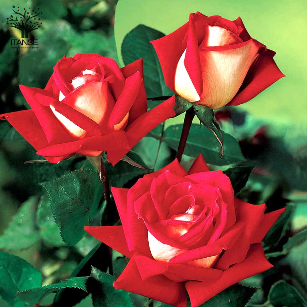 ラブハイブリッドティー(HT)ローズ 新苗 薔薇【花苗 4号ポット ラブハイブリッドティー(HT)ローズ 新苗 薔薇【花苗 4号ポット