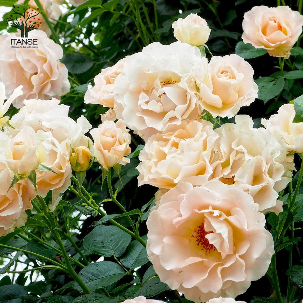 ロココクライミングローズ 薔薇【花苗 4号ポット／1個売り】｜ 【植物