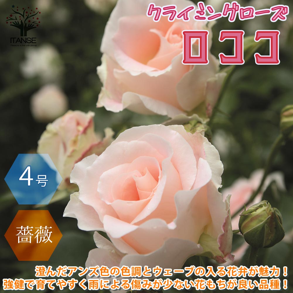 ロココクライミングローズ 薔薇【花苗 4号ポット／1個売り】｜ 【植物