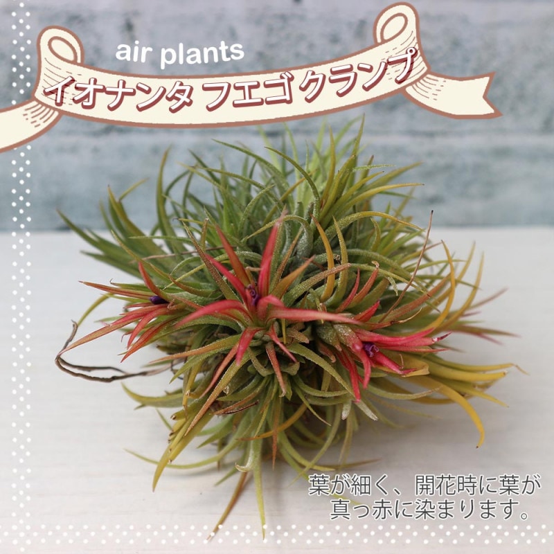 エアプランツ｜【植物のITANSE】全品送料無料・即出荷!