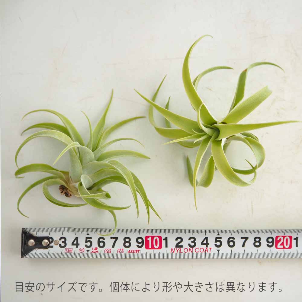 カクティコラ・アルバ ホワイトフラワー エアープランツ チランジア