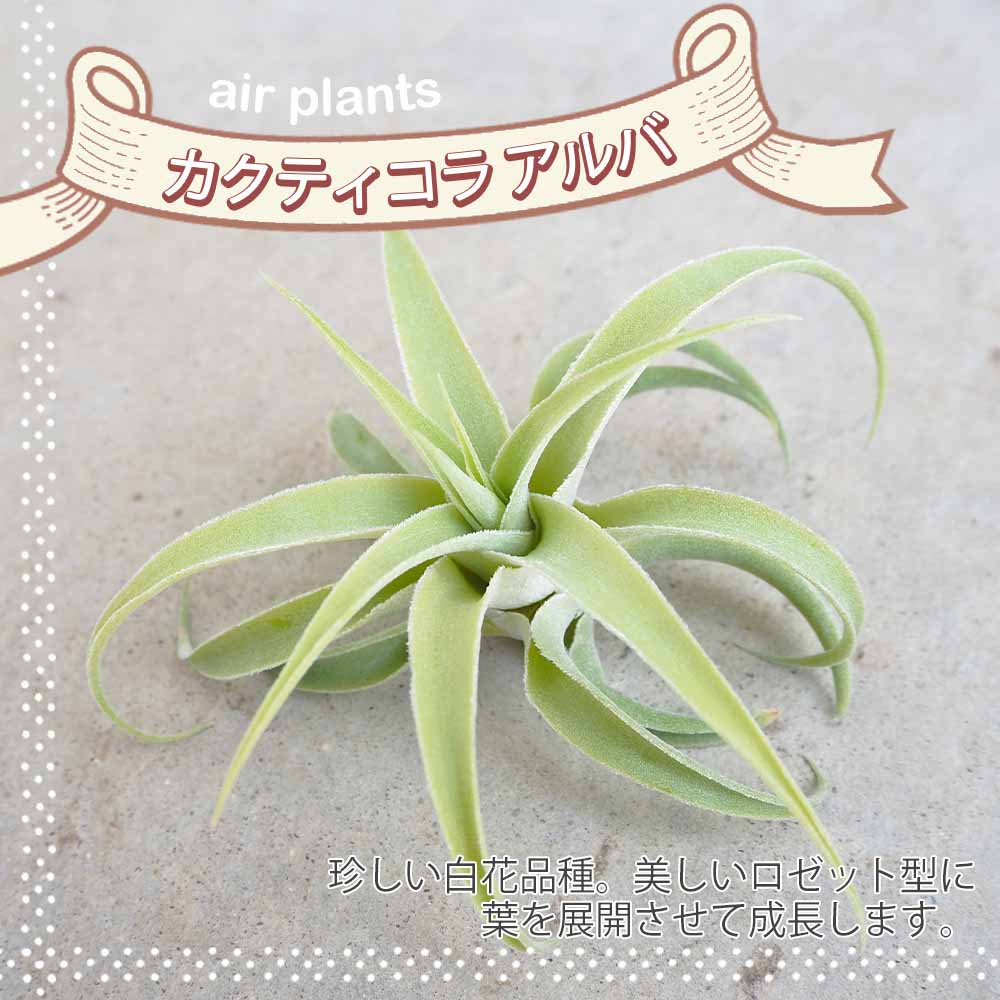 カクティコラ・アルバ ホワイトフラワー エアープランツ チランジア【エアプランツ Sサイズ 1個売り】