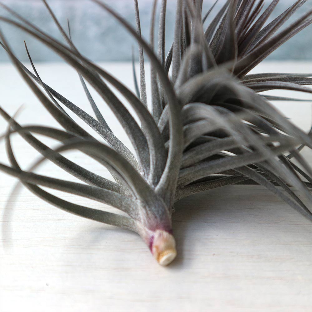 アエラントス・ニグラ エアープランツ チランジア【エアプランツ 幅約