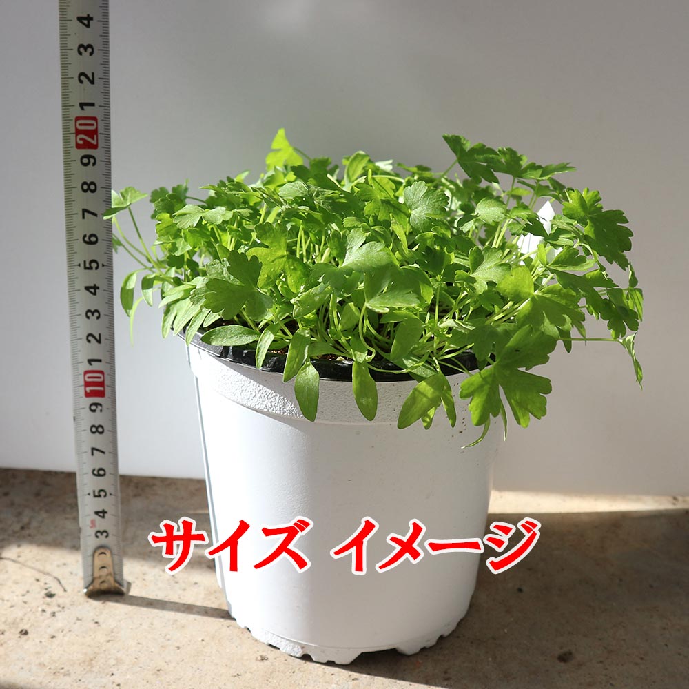 イタリアンパセリの大苗 繰り返し何回も収穫可能 室内・戸外通年栽培用