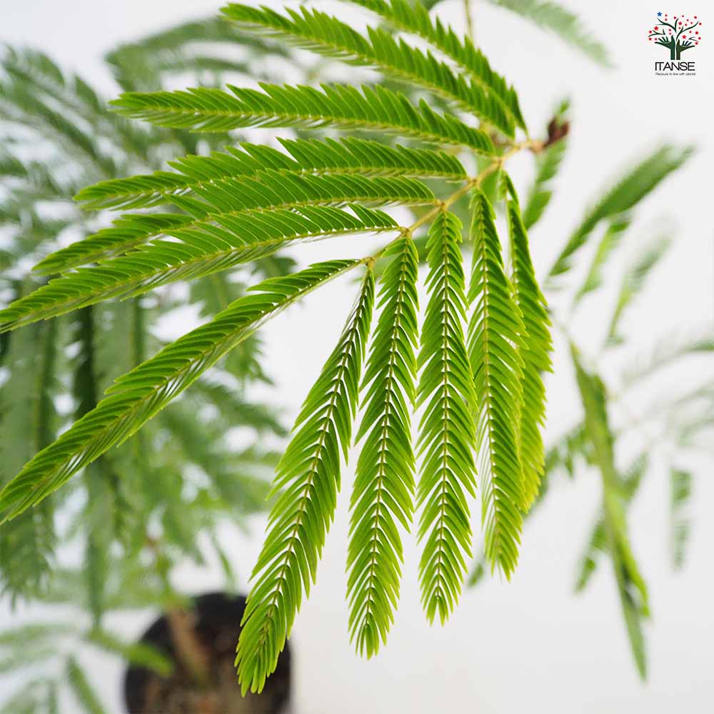 観葉植物 エバーフレッシュ(アカサヤネムノキ) リビングやオフィスの