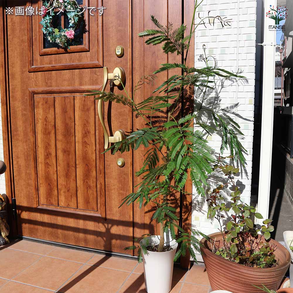 観葉植物 エバーフレッシュ(アカサヤネムノキ) リビングやオフィスの