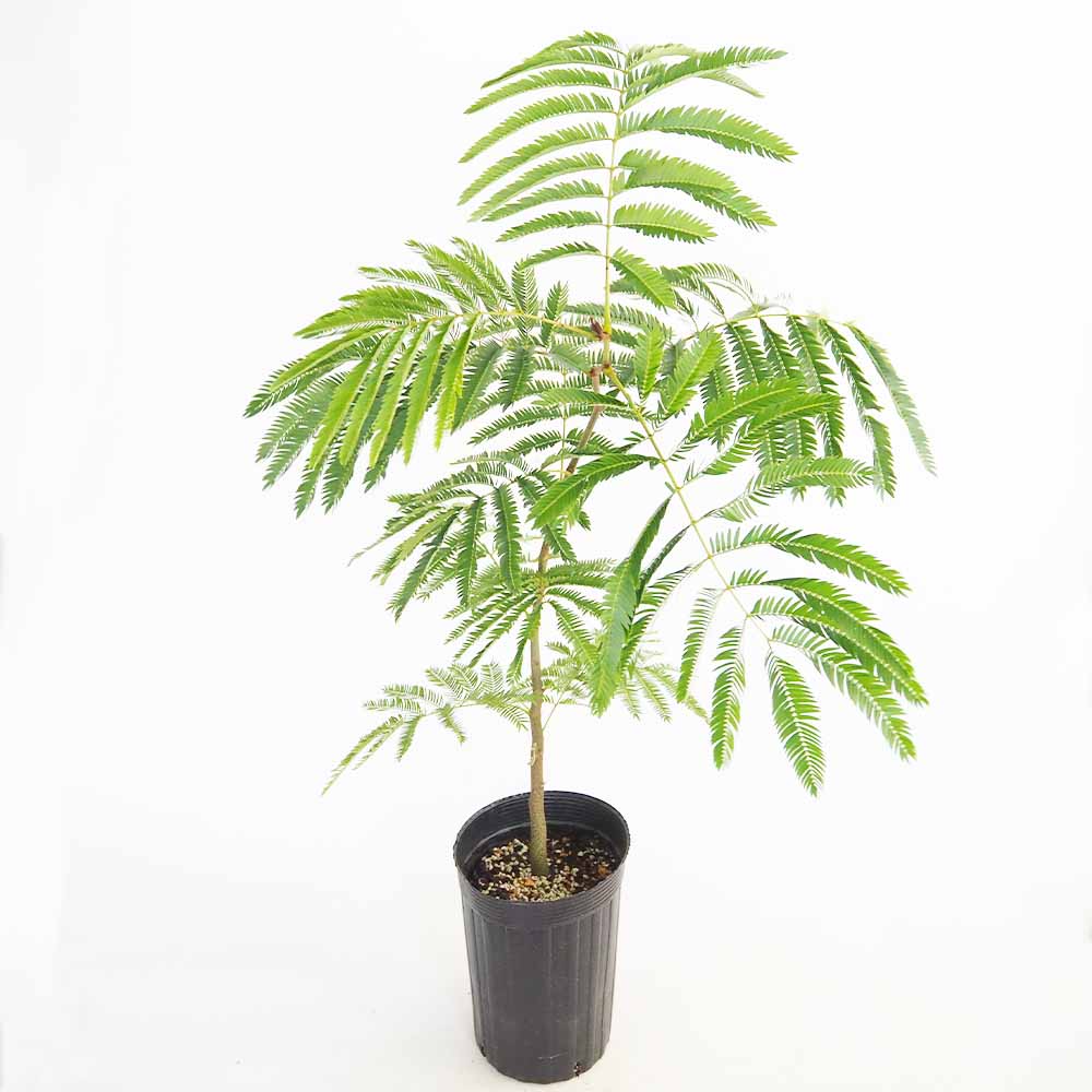 観葉植物 エバーフレッシュ(アカサヤネムノキ) リビングやオフィスの