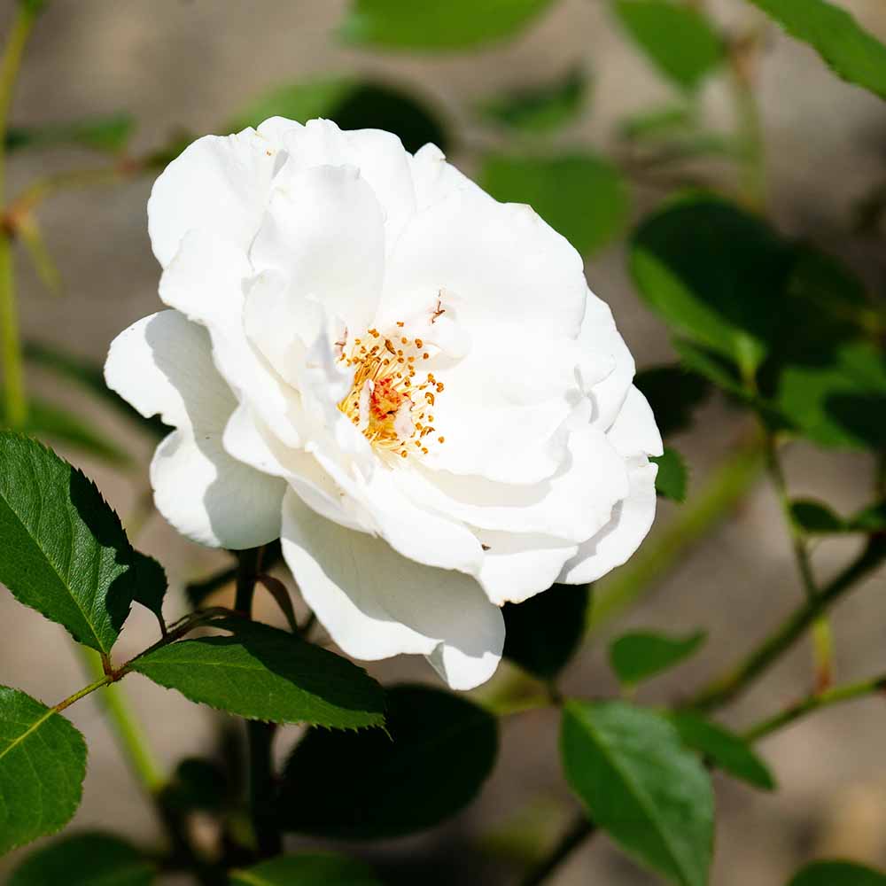 薔薇 マーガレットメリルフロリバンダローズ【花苗 3.5号ポット新苗／1個売り】