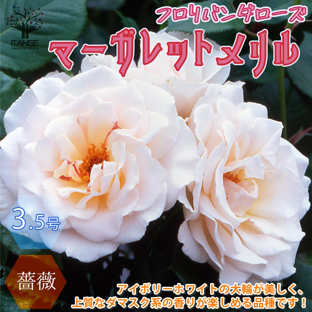 薔薇 マーガレットメリルフロリバンダローズ【花苗 3.5号ポット新苗／1個売り】
