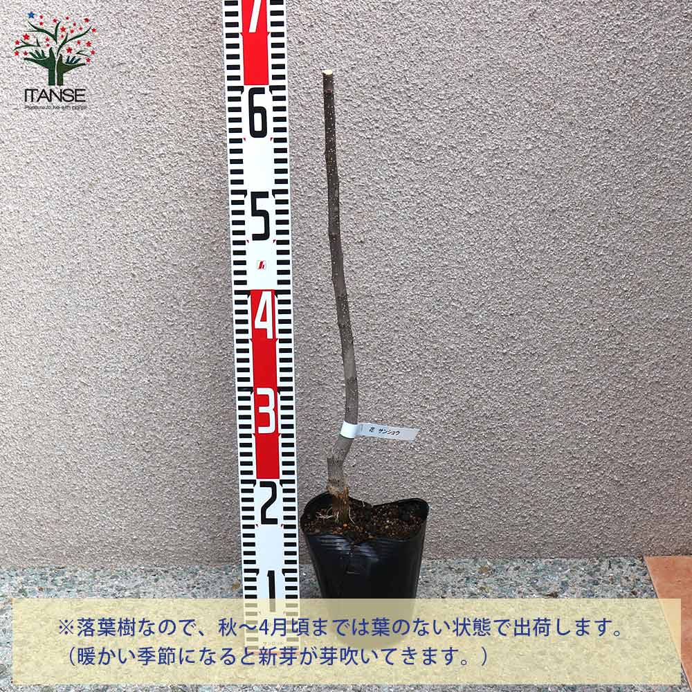 追加商品画像