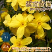  ウンナンオウバイ(雲南黄梅)【庭木 15cmポット苗 2年生／1個売り】|植木・花木