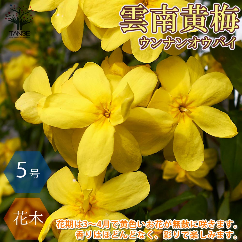 ウンナンオウバイ(雲南黄梅)【庭木 15cmポット苗 2年生／1個売り