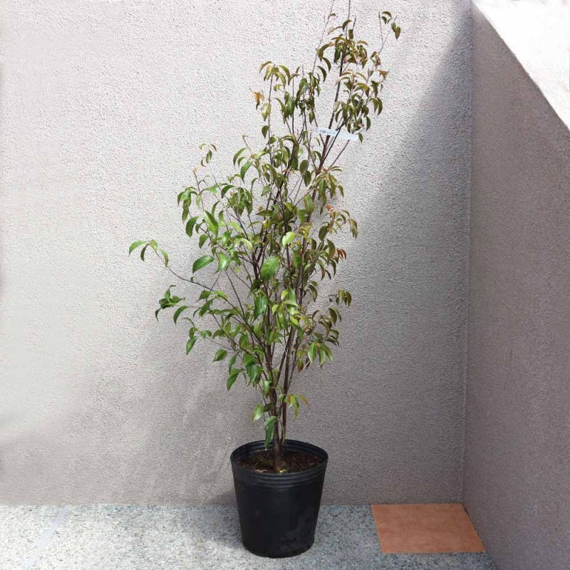 【よつばドウダンツツジ満(満天星)の苗15本セット】発根抜き苗 よつばドウダンツツジ満(満天星)の苗15本セット】発根抜き苗