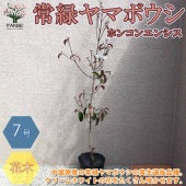 常緑ヤマボウシ(ホンコンエンシス) ナーセリーバック苗【庭木 21cmポット／1個売り】|植木・花木