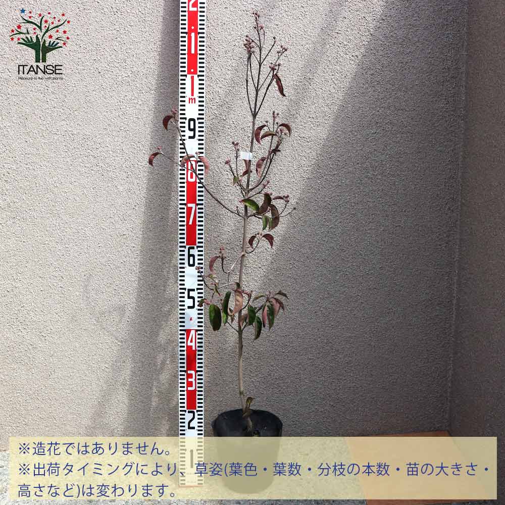 常緑ヤマボウシ(ホンコンエンシス) ナーセリーバック苗【庭木 21cm