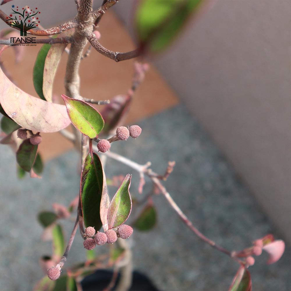 常緑ヤマボウシ(ホンコンエンシス) ナーセリーバック苗【庭木 21cm