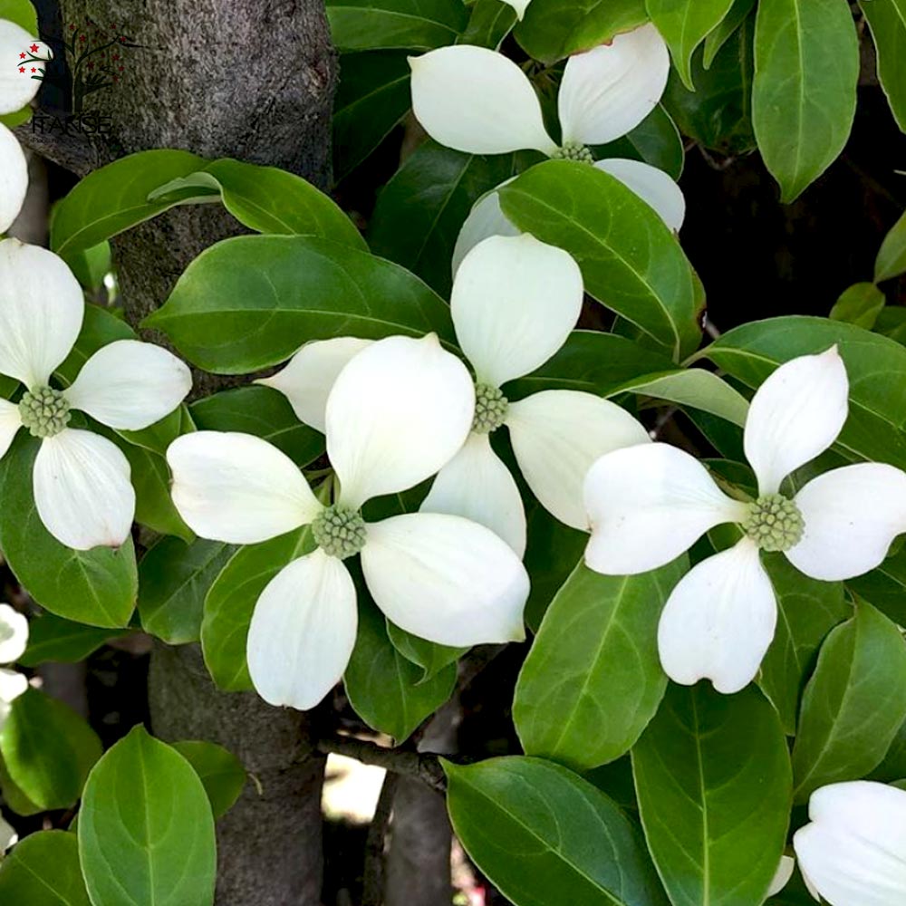 ヤマボウシ(山法師)・ホンコンエンシス 常緑 紅葉 食用可 果実 シンボルツリー 記念樹 植木 庭木 苗木 花木 SALE，最新作 ヤマボウシ(山法師)・ホンコンエンシス 常緑 紅葉 食用可 果実 シンボルツリー 記念樹 植木 庭木 苗木 花木