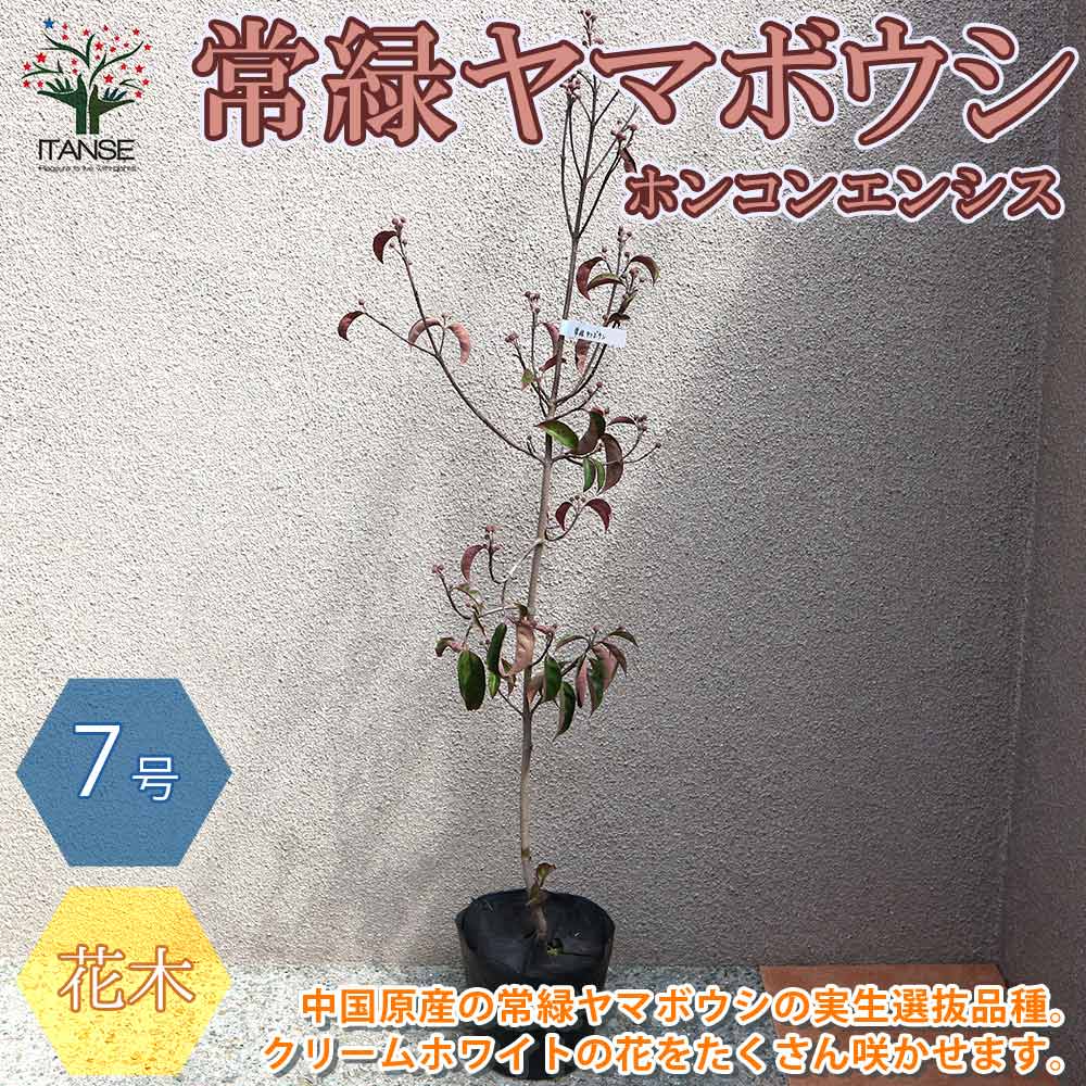 常緑ヤマボウシ(ホンコンエンシス) ナーセリーバック苗【庭木 21cm