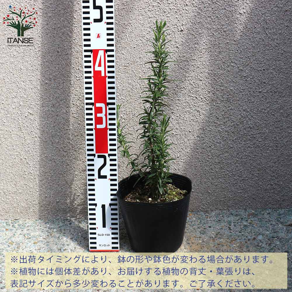 ローズマリー マリンブルー 【ハーブの苗 5号鉢大苗／1個売り