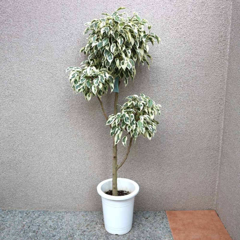 フィカス・ベンジャミン・ブラック ゴムの木 観葉植物 鉢下より140cm 観葉植物 フィカス・ベンジャミン・ブラック（タワー仕立て・編み