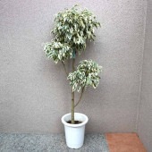フィカス ベンジャミン スターライトビューティークイーン 大型 【観葉植物 7号プラスチック鉢／1個売り】|観葉植物
