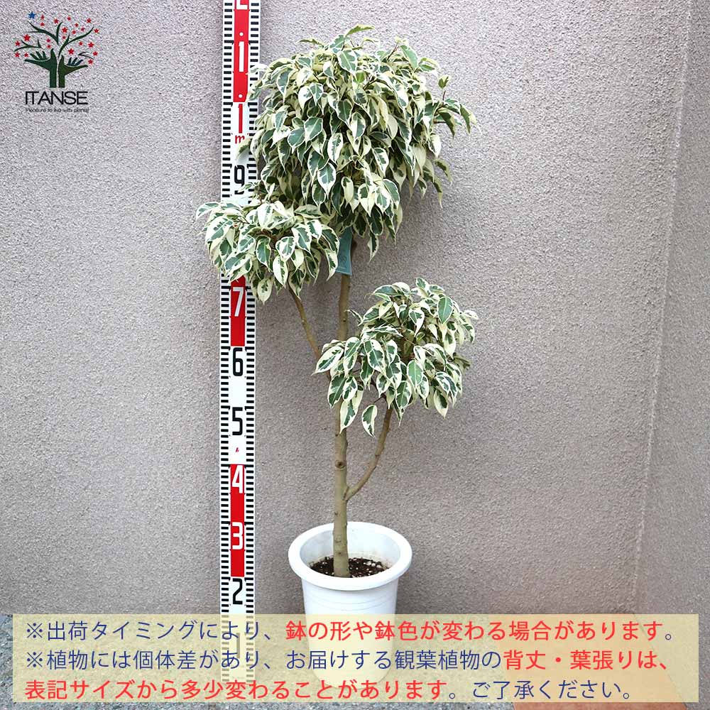 観葉植物 フィカス ベンジャミン スターライト ビューティークイーン 玉造り フィカス・ベンジャミン・スターライト・ビューティークイーン L