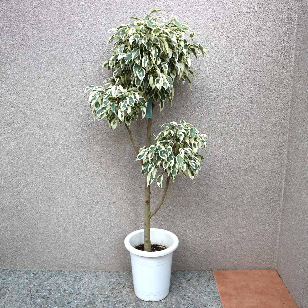 フィカス ベンジャミン スターライトビューティークイーン 大型 【観葉植物 7号プラスチック鉢／1個売り】