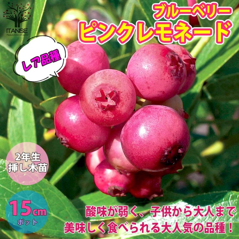 専用出品 ブルーベリー苗 Rパウダーブルー15本、ピンクレモネード15本 専用出品 ブルーベリー苗 Rパウダーブルー15本、ピンク