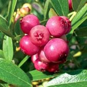 ピンクレモネード 観葉植物【果樹の苗木 5号プラスチック鉢 2年生 挿木苗／1個売り】|ブルーベリー|果樹苗