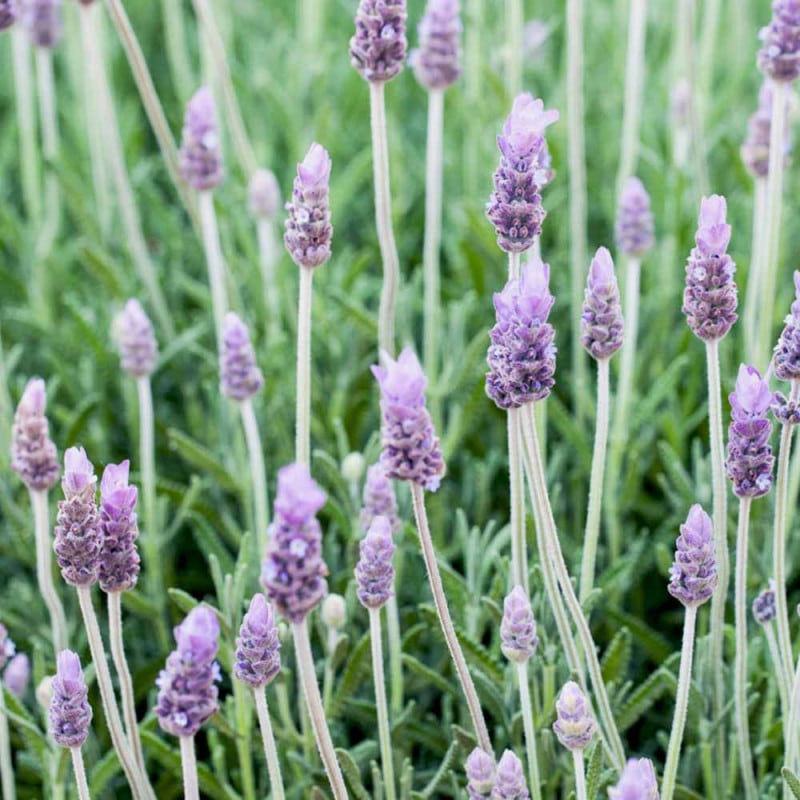 ラベンダー｜【植物のITANSE】全品送料無料・即出荷!