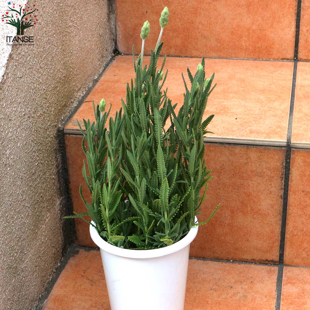 ラベンダー デンタータ 【ハーブの苗 4号ポット／1個売り