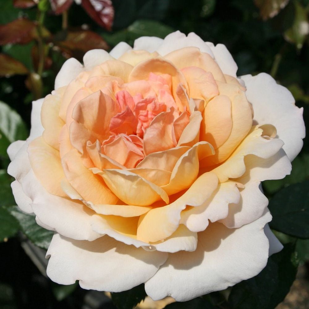 G.D.ルイーズ ハイブリッドティー ハーブの苗【花苗 6号鉢 国産接ぎ木苗／1個売り】