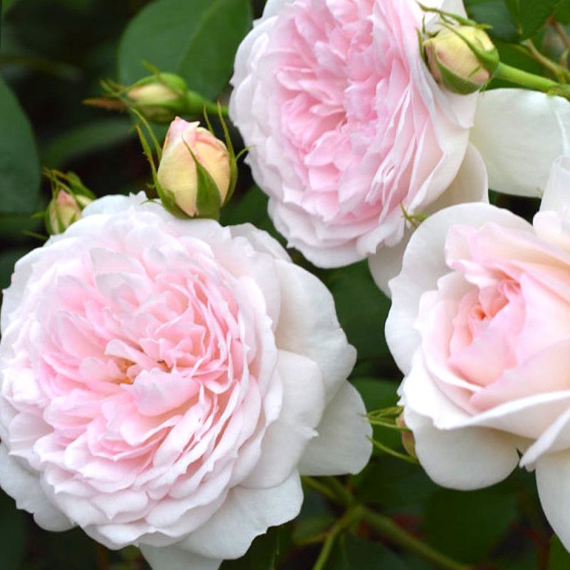 つる薔薇 ロココ 行灯仕立 【花木苗 8号／1個売り】｜ 【植物の