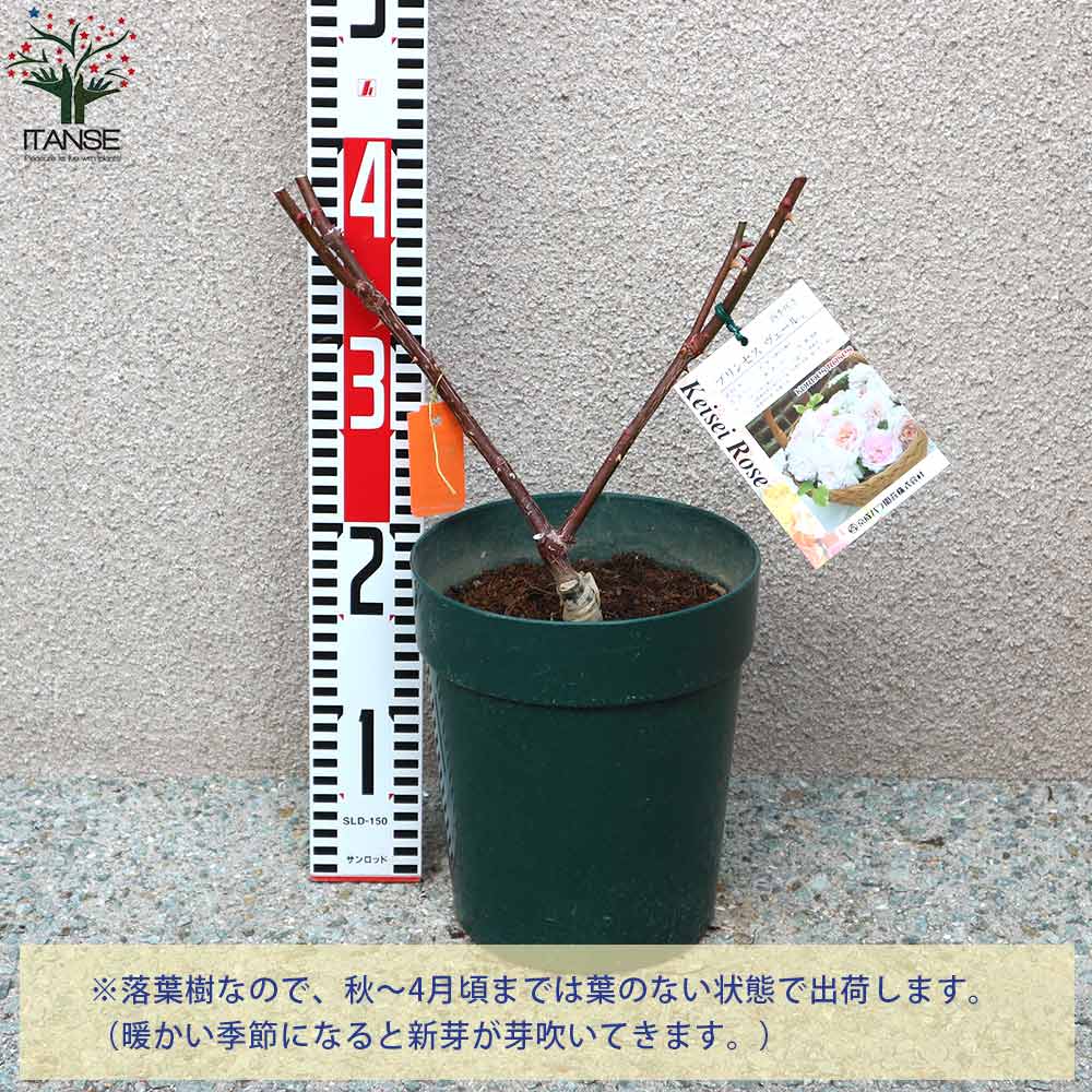 プリンセス ヴェール フロリバンダローズ 薔薇【花苗 6号鉢 バラ大苗