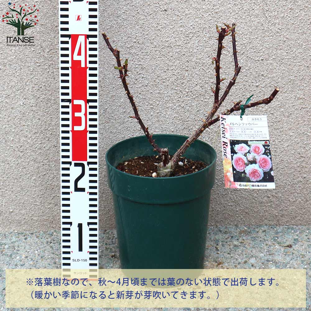 メルヘン ツァウバー フロリバンダローズ 薔薇【花苗 6号鉢 バラ大苗