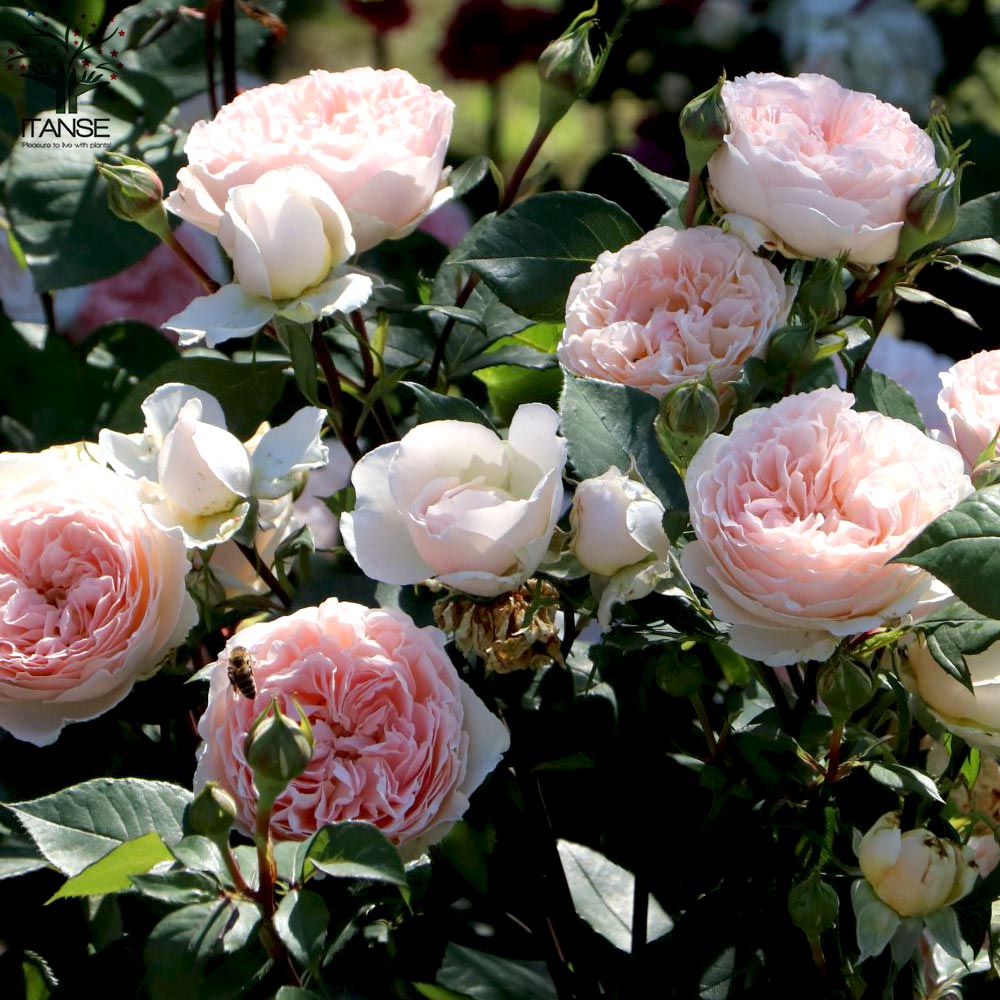 メルヘン ツァウバー フロリバンダローズ 薔薇【花苗 6号鉢 バラ大苗