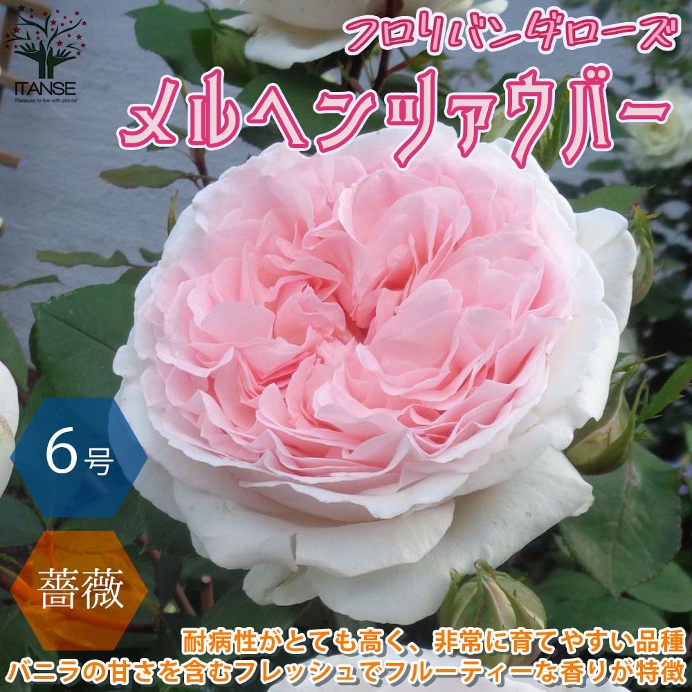 メルヘン ツァウバー フロリバンダローズ 薔薇【花苗 6号鉢 バラ大苗 国産接ぎ木苗／1個売り】